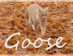 goose-cat-profile