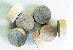 Flat head Maple Wood Plugs | Bear Woods Supply