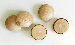 Buy Birch Screw Hole Button Wood Plugs with Tapered Sides | Bear Woods Supply